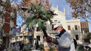Les palmeres, protagonistes enguany