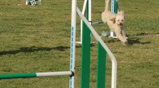 Cap de setmana d'Agility al Sagnier