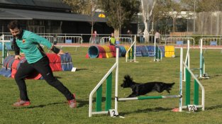 Cap de setmana d'Agility al Sagnier