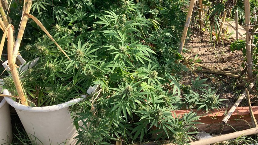 La petita plantació dins els horts lúdics
