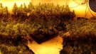 Desmantellat un cultiu de 300 plantes de marihuana a dos pisos
