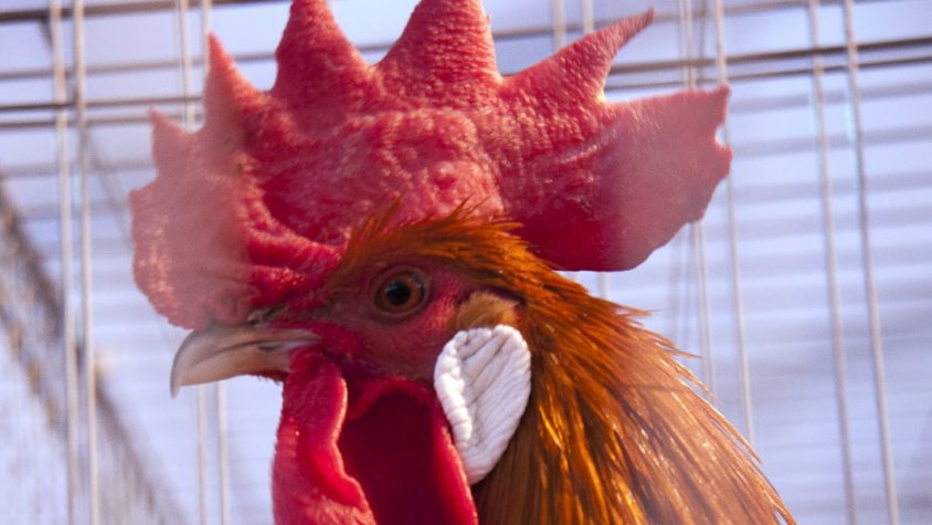 Els exemplars hauran de passar un control veterinari extra