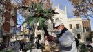 Retiren les palmeres del pessebre per l'amenaça d'un nou escarabat