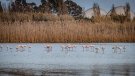 Observats prop d'un centenar de flamencs als espais naturals del delta del Llobregat