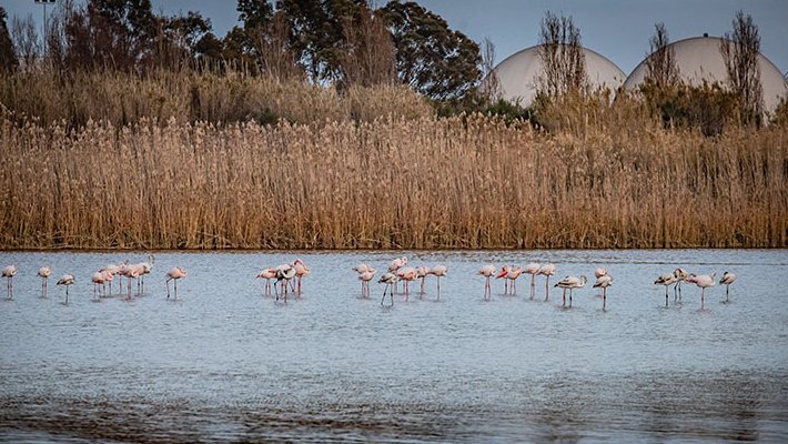Flamencs als espais naturals del delta del Llobregat. Foto: Ajuntament del Prat
