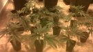 Cinc detinguts per cultiu i possessió il·legal de marihuana