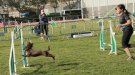 Cap de setmana d'Agility al Sagnier