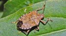 Un possible augment de bernats marbrejats amenaça els conreus del Parc Agrari 