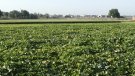 Ecologistes en Acció qualifica d'especulació urbanística la creació del Parc Agroalimentari del Delta