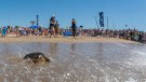 La Fundació CRAM allibera 5 tortugues marines en un acte multitudinari a la platja del Prat