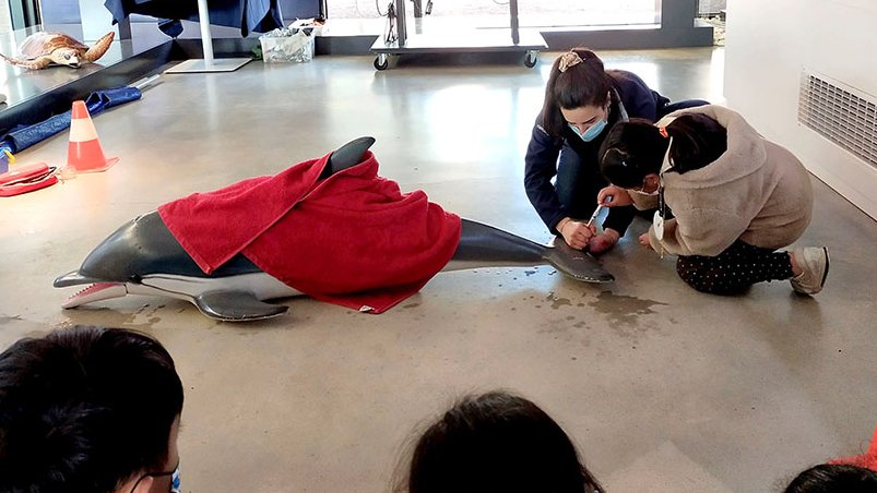 Simulacre de rescat d'un dofí a la Fundació CRAM
