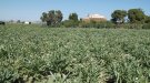 L’Ajuntament del Prat rebutja el ‘hub’ d'innovació agroalimentària al Parc Agrari
