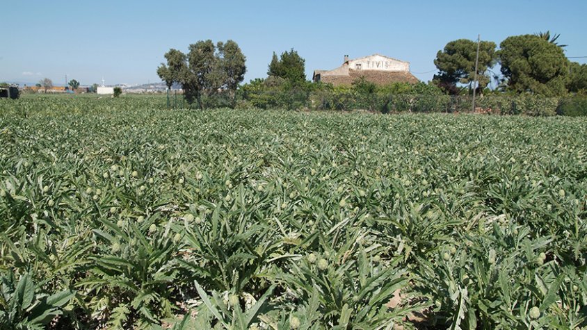 Parc Agrari, al Prat