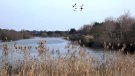 L'associació d'empresaris AEBALL se suma al rebuig de l'ampliació de la ZEPA del delta