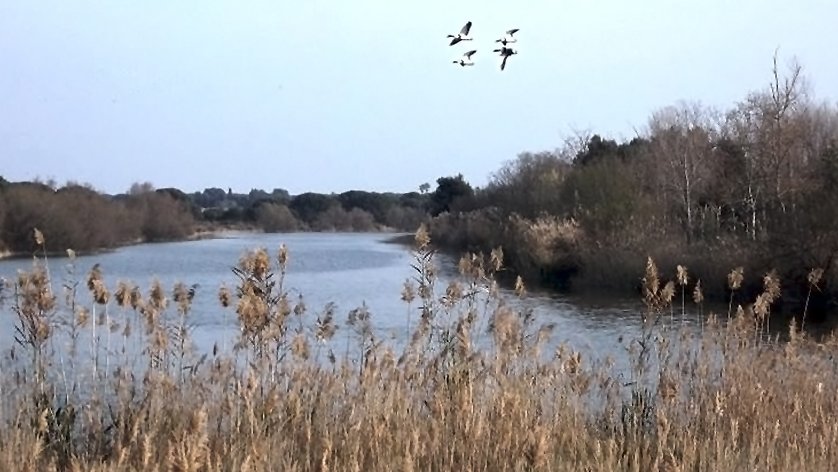 L'associació d'empresaris AEBALL se suma al rebuig de l'ampliació de la ZEPA del delta