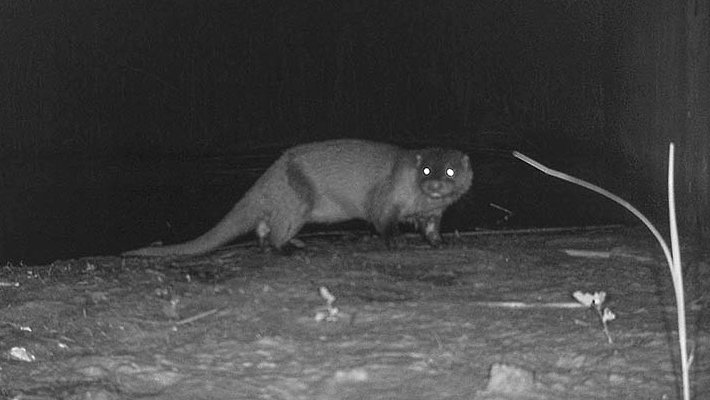 Imatge nocturna d'una llúdriga reapareix prop de la desembocadura del Llobregat