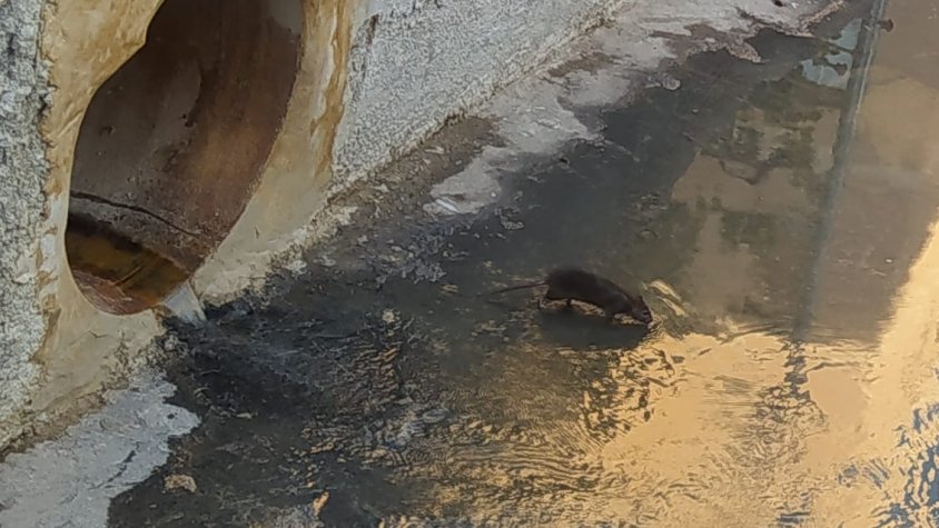 Les obres a l'avinguda del Canal van fer evident la presència de rosegadors