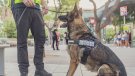 Gossos ensinistrats reforçaran la policia local del Prat en alguns dispositius de seguretat