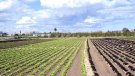 Presentades més de 300 al·legacions i informes a la duplicació de les ZEPA del delta del Llobregat