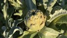 La collita de carxofa baixa al 80% a causa de les darreres gelades