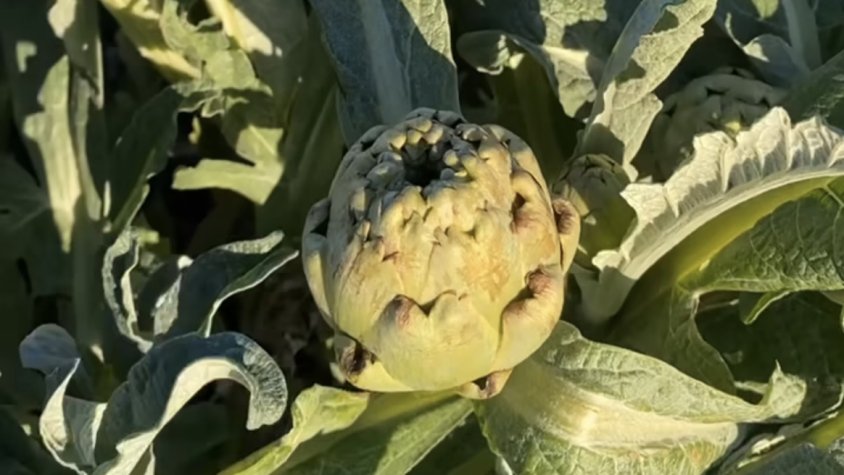 Les darreres gelades ha reduït al 80% la collita de Carxofa Prat prevista per aquest febrer