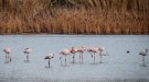 El Prat acull una jornada tècnica sobre els usos ambientals i agrícoles del Delta