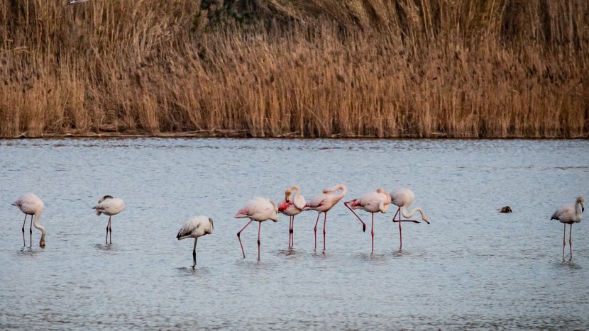 Flamencs al Delta del Llobregat, aquest febrer