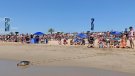 Alliberament a la platja del Prat de quatre tortugues marines recuperades pel CRAM