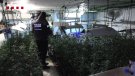 Dotze detinguts, marihuana, cocaïna i un taller d’armes a la darrera operació antidroga al Prat
