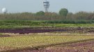 El Govern aprova la protecció ampliada d’aus, que afectarà gairebé tot el terreny agrícola del Prat