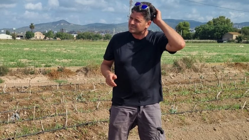 Agustí Garcia, president de la Cooperativa Agrícola del Prat, en els seus terrenys de carxofes