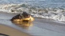 El Cram allibera la tortuga Griselda